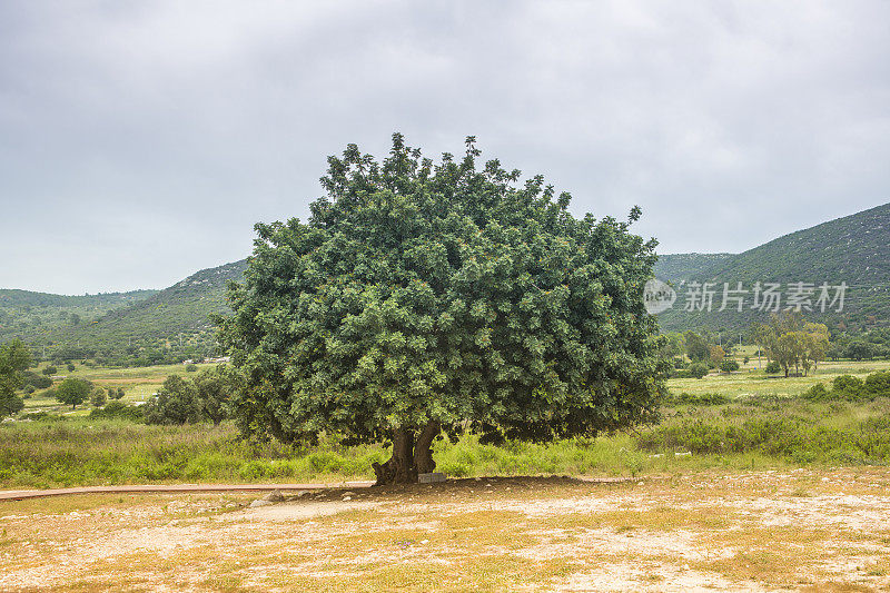 大树在自然patara kas fethiye mugla火鸡